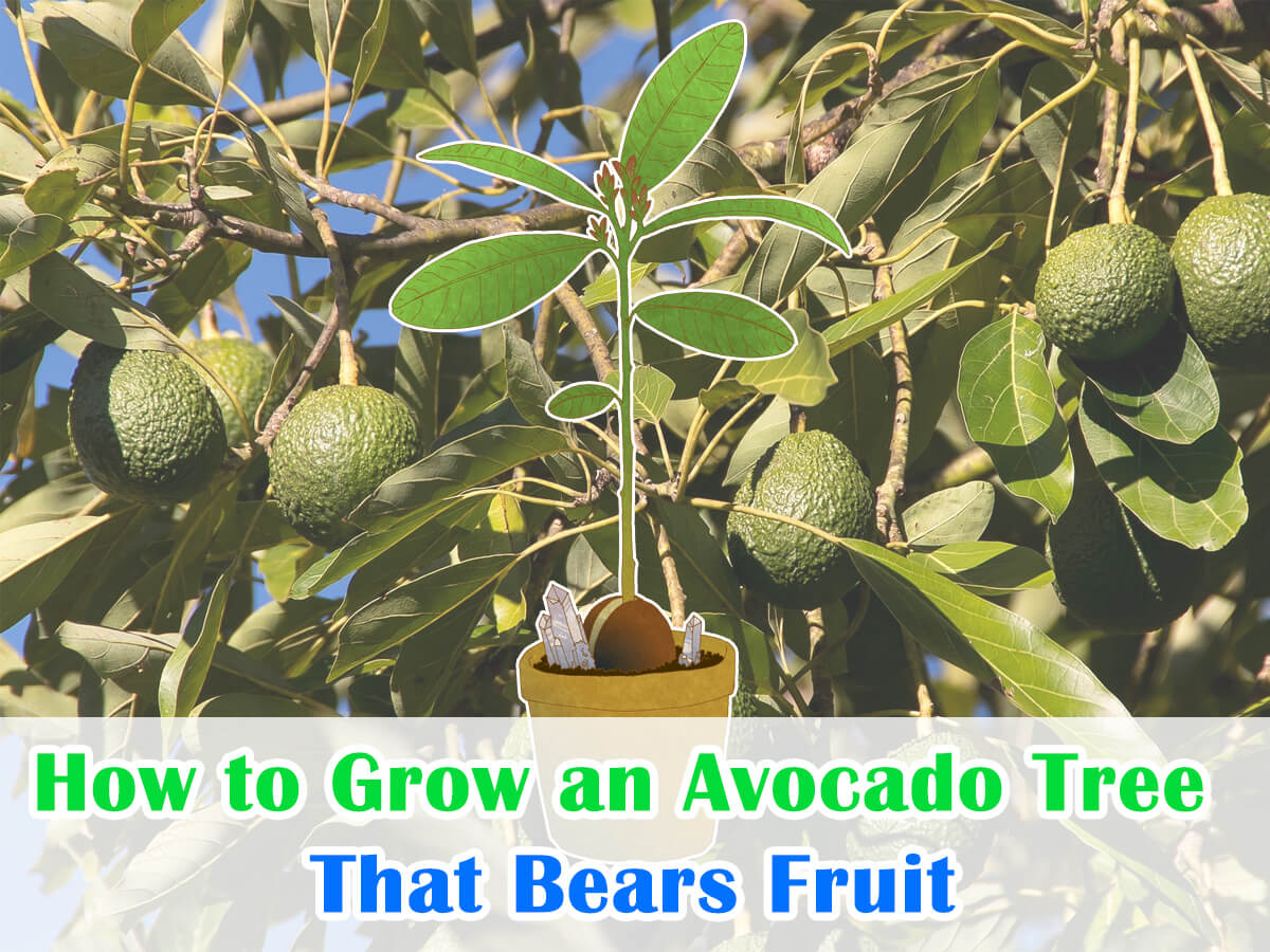 How to Grow an Avocado Tree That Bears Fruit