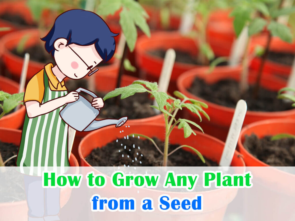 How to Grow Any Plant from a Seed The Complete Guide House+Garden