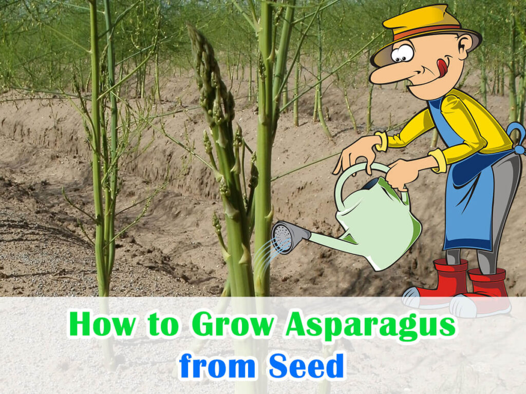 How to Grow Asparagus from Seed Green Thumb Guide House+Garden