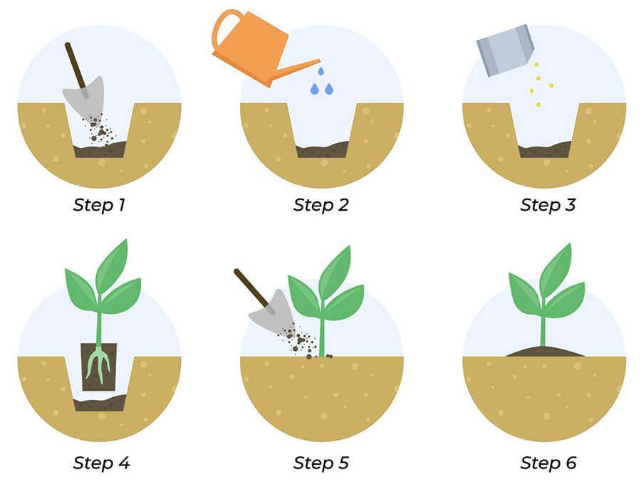 Planting seedlings