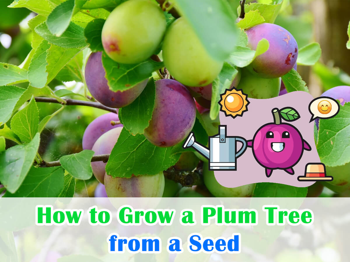 How to Grow a Plum Tree from a Seed Orchard Mastery Tips House+Garden